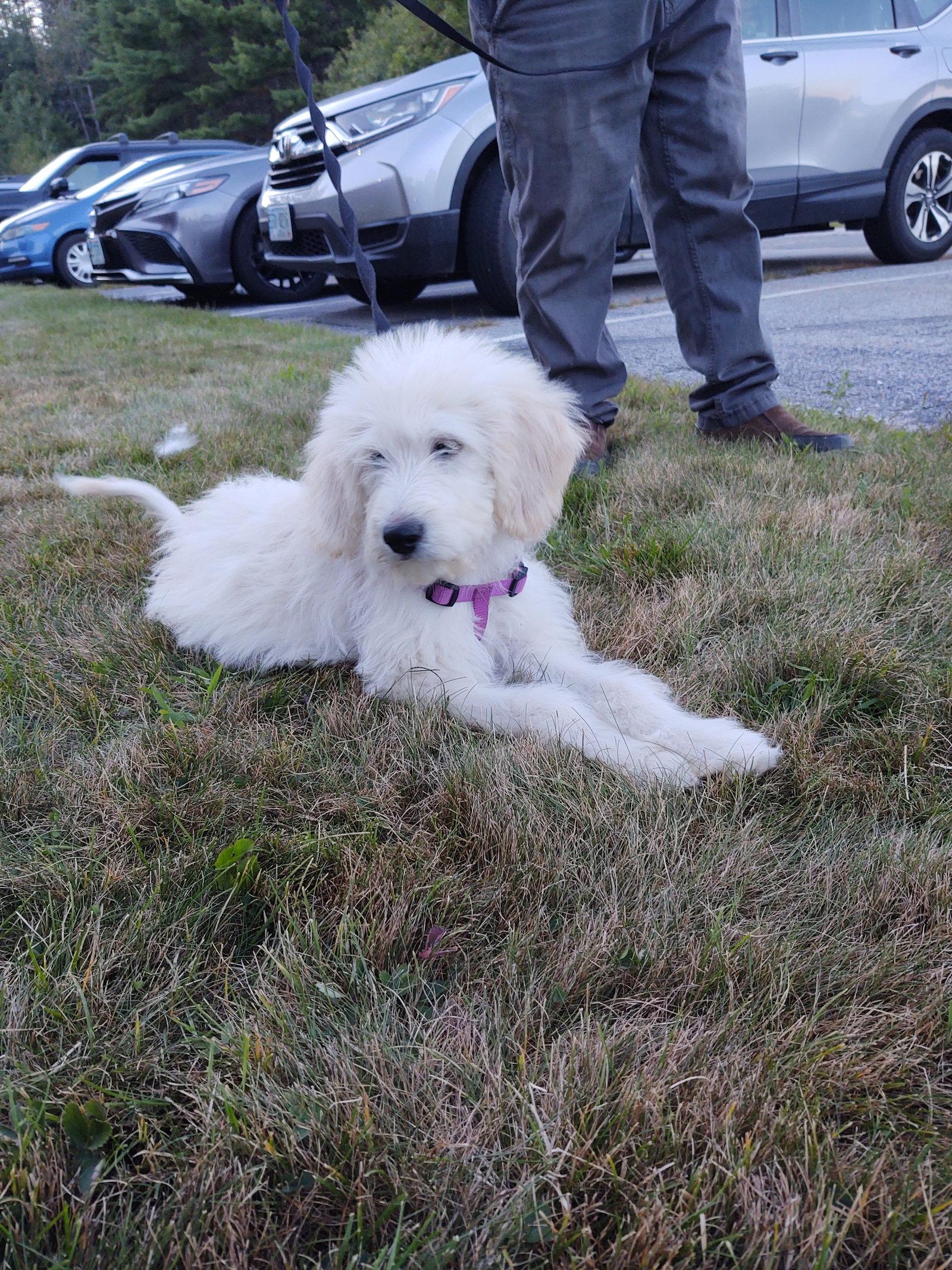 Enlarge Poppy, a Adoptable mixed breed in Croydon, NH image 2/3