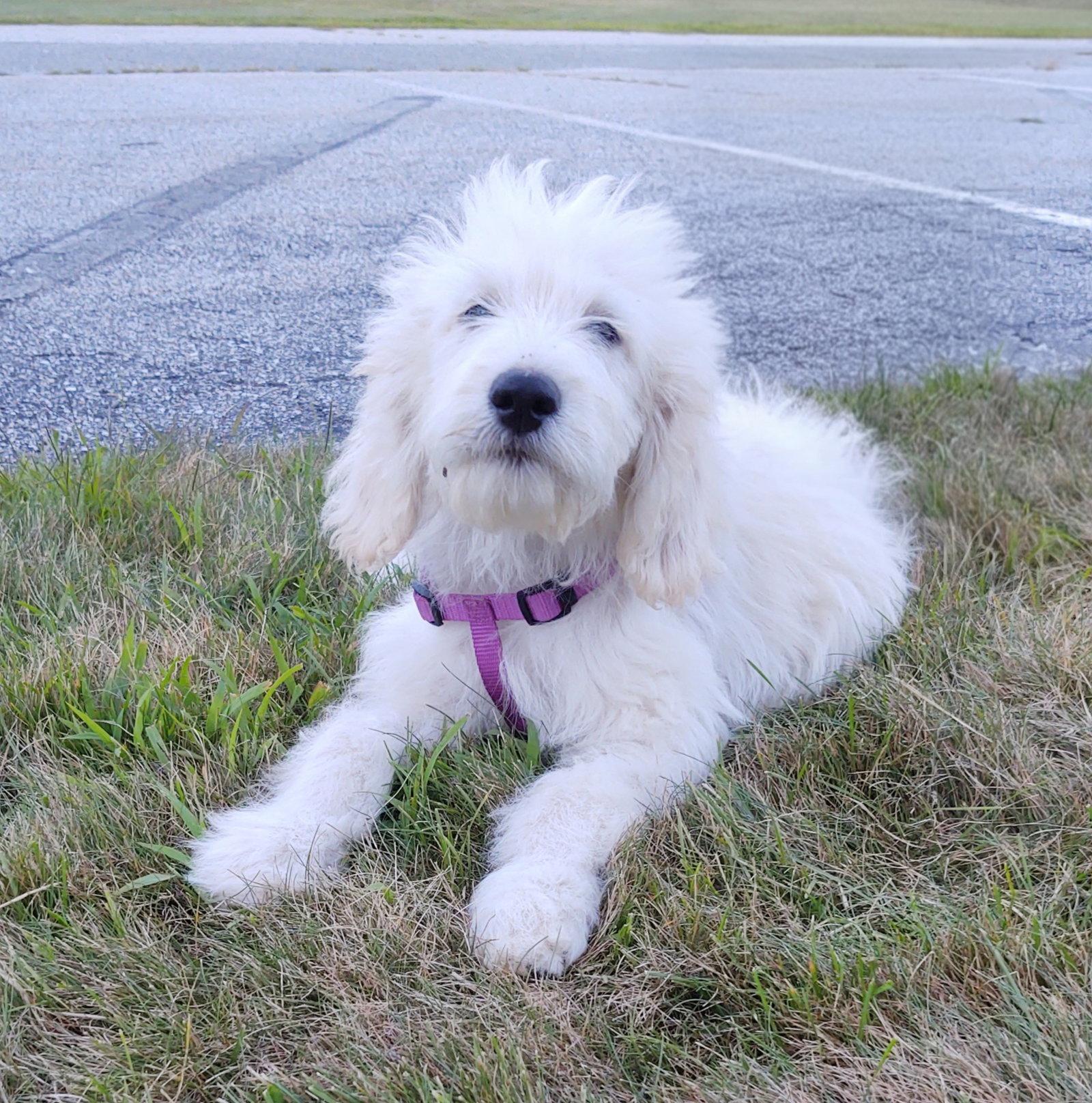 Enlarge Poppy, a Adoptable mixed breed in Croydon, NH image 3/3