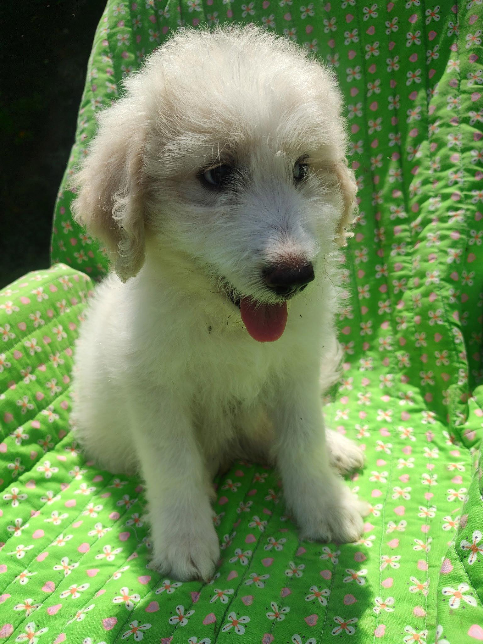 Poppy, a Adoptable mixed breed in Croydon, NH image 2/2