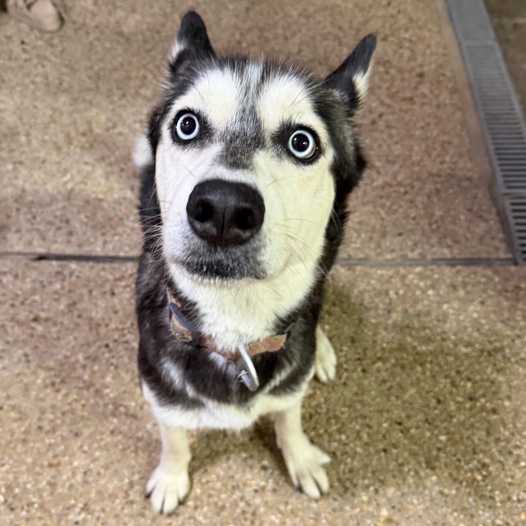 Enlarge Zara, a Adoptable Siberian Husky in Baton Rouge, LA image 1/2