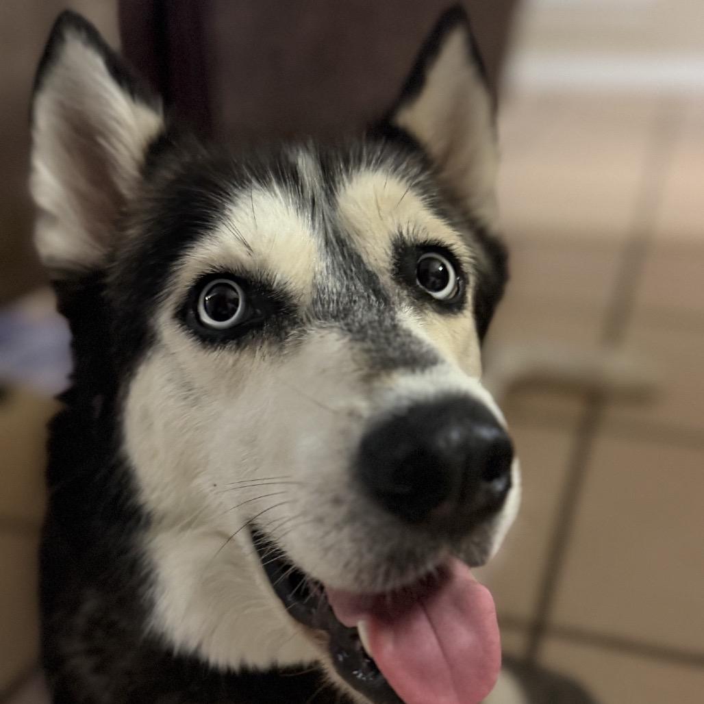 Enlarge Zara, a Adoptable Siberian Husky in Baton Rouge, LA image 2/2