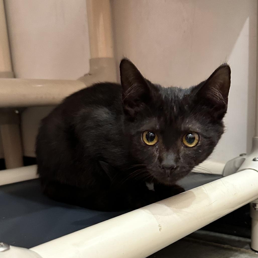 Horse, Adoptable, Kitten Male Domestic Short Hair.