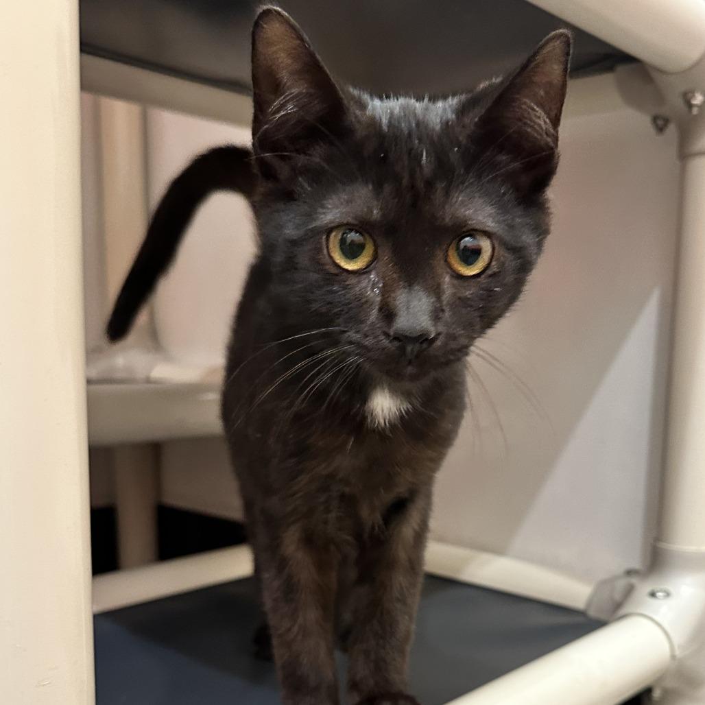 Enlarge Horse, a Adoptable Domestic Short Hair in Washington Township, OH image 2/4