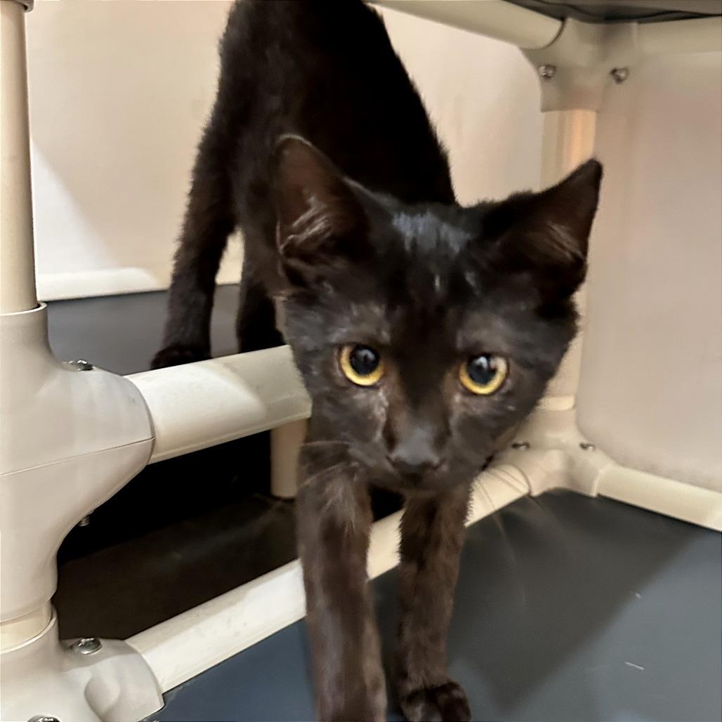Enlarge Horse, a Adoptable Domestic Short Hair in Washington Township, OH image 3/4