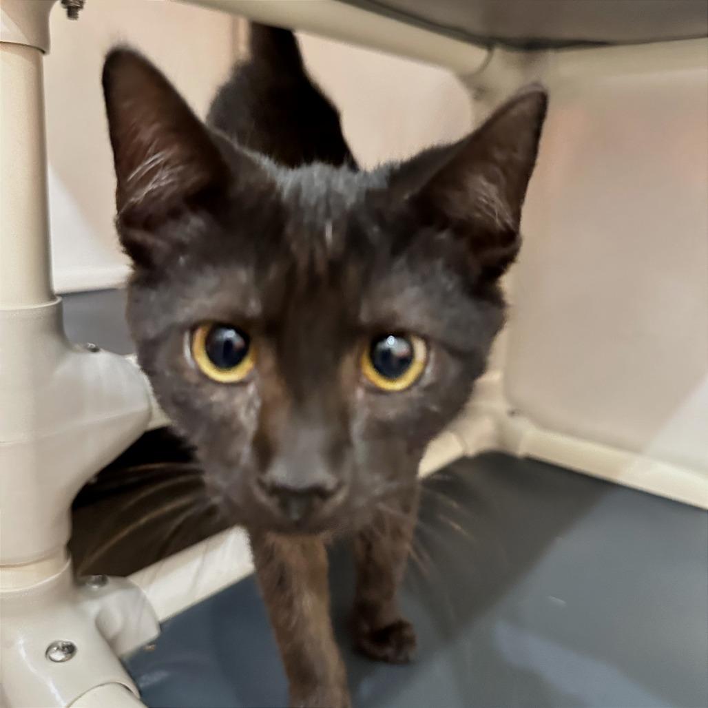Enlarge Horse, a Adoptable Domestic Short Hair in Washington Township, OH image 4/4