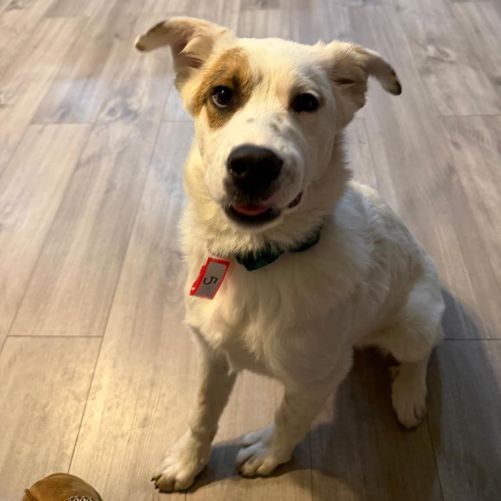 5 (2026) Ralphie, Adoptable, Puppy Male Australian Shepherd & Great Pyrenees.