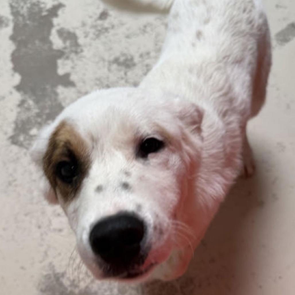 Enlarge 5 (2026) Ralphie, a Adoptable mixed breed in Parker, CO image 2/6