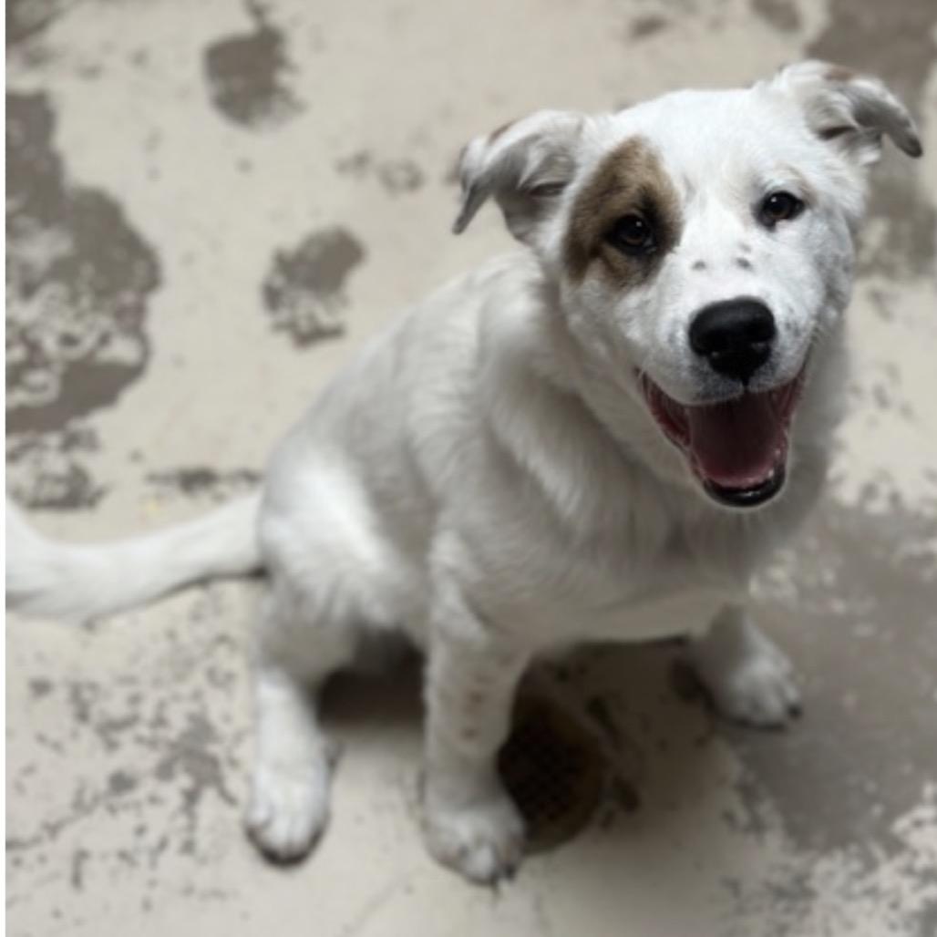 Enlarge 5 (2026) Ralphie, a Adoptable mixed breed in Parker, CO image 3/6