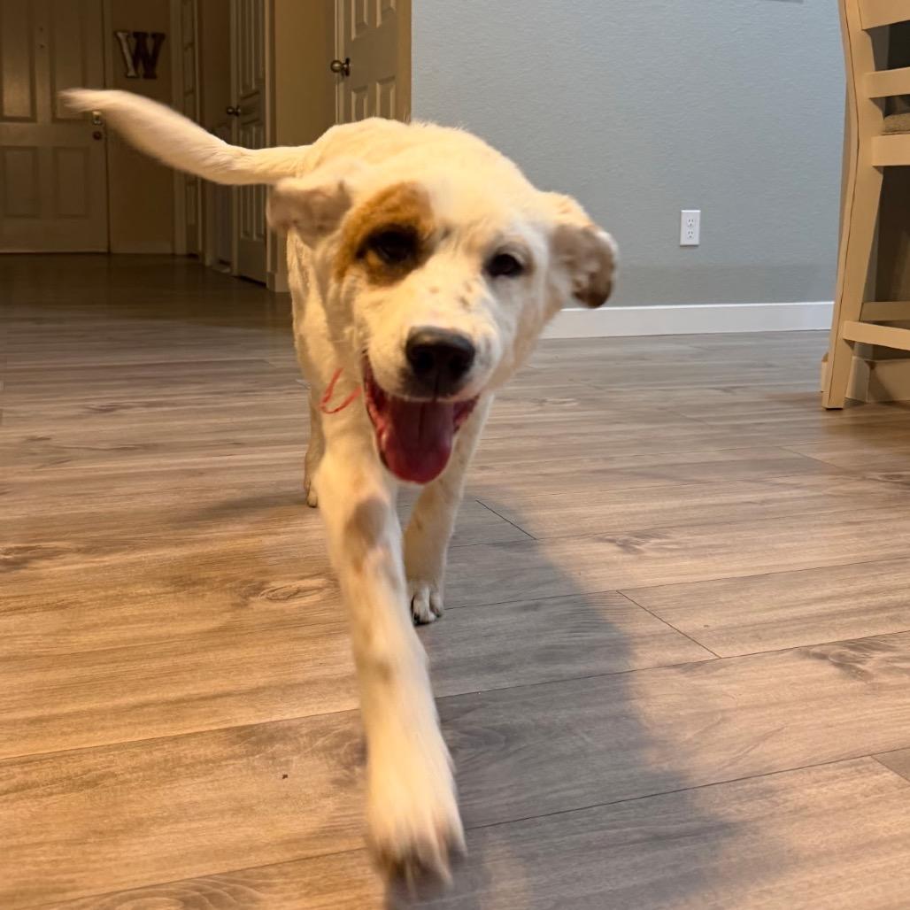 Enlarge 5 (2026) Ralphie, a Adoptable mixed breed in Parker, CO image 4/6