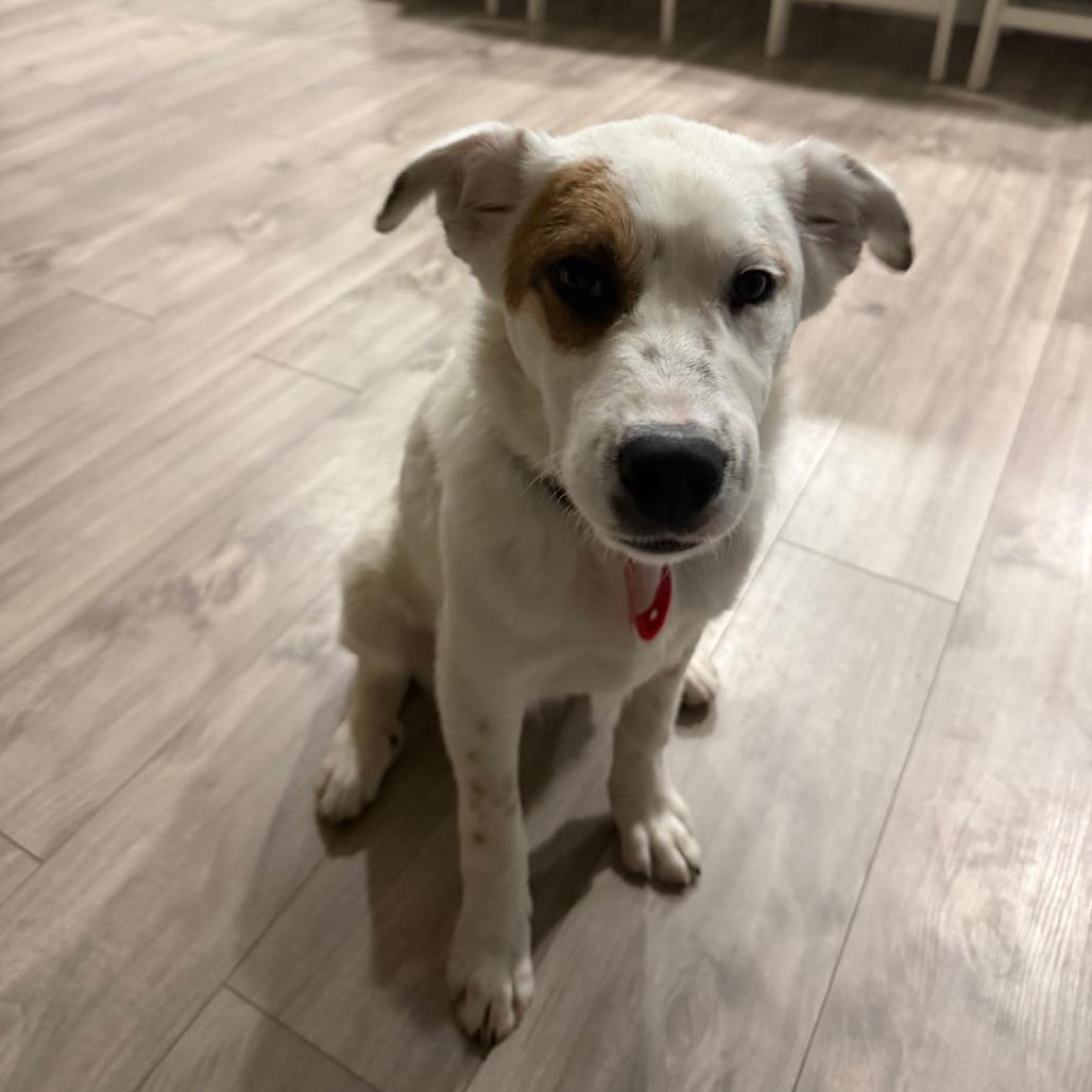 Enlarge 5 (2026) Ralphie, a Adoptable mixed breed in Parker, CO image 5/6