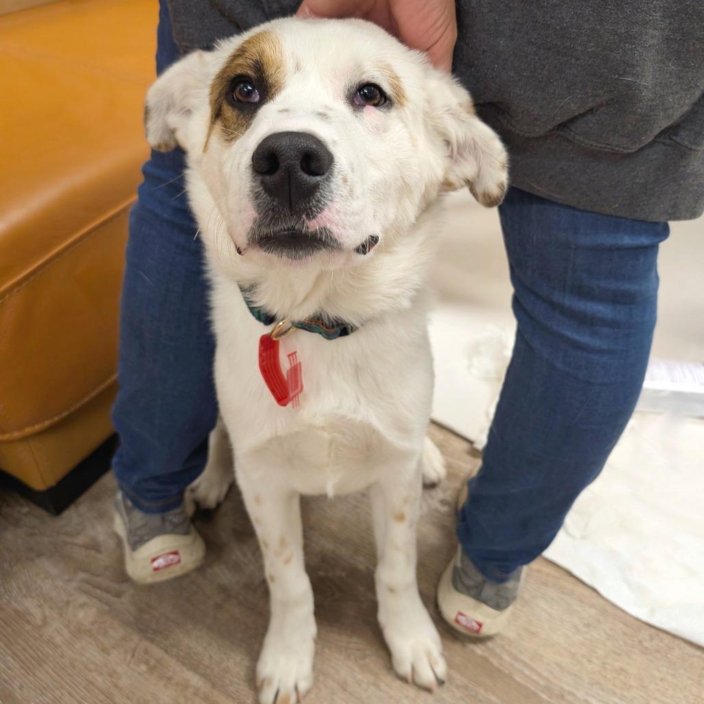 Enlarge 5 (2026) Ralphie, a Adoptable mixed breed in Parker, CO image 6/6