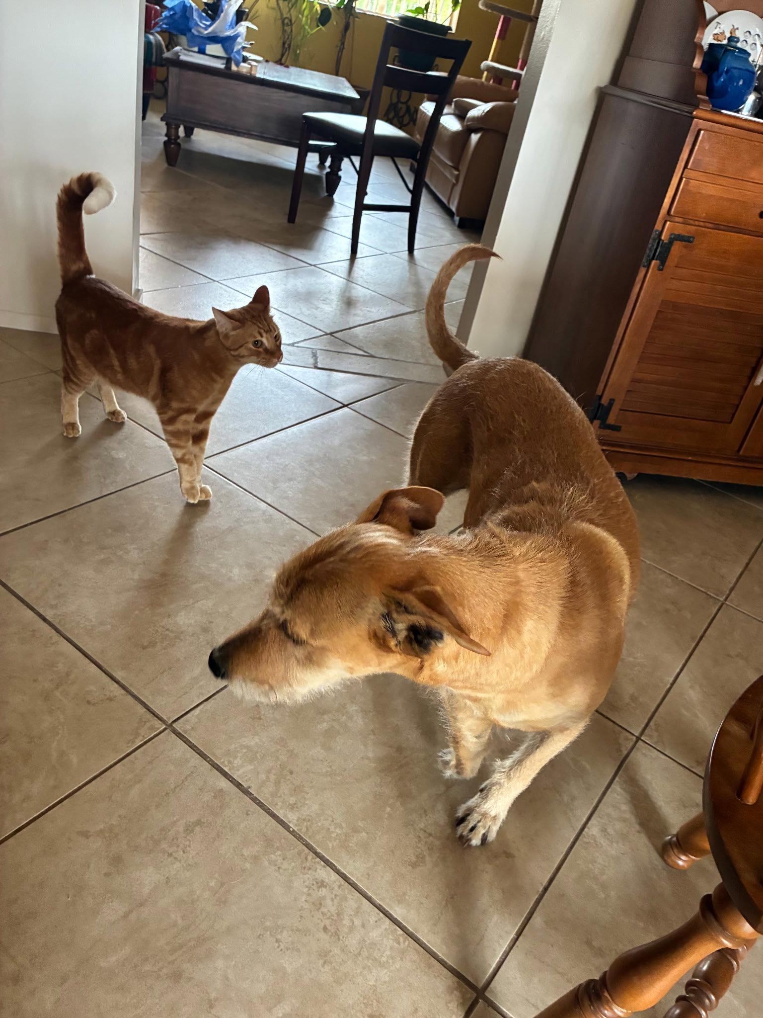 COURTESY POST Noelle, Adoptable, Young Female Mixed Breed.