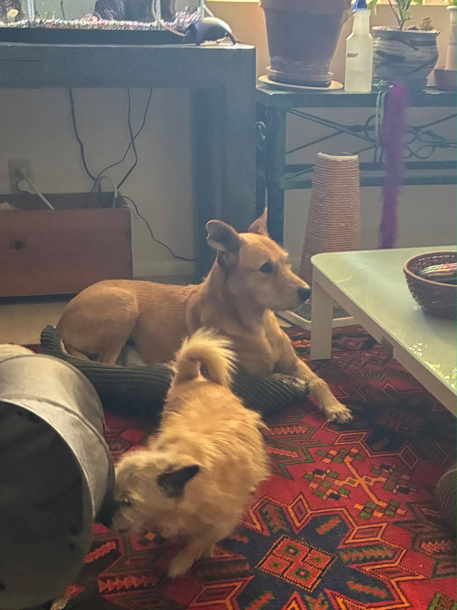 COURTESY POST Noelle, a Adoptable Mixed Breed in Tucson, AZ image 2/3