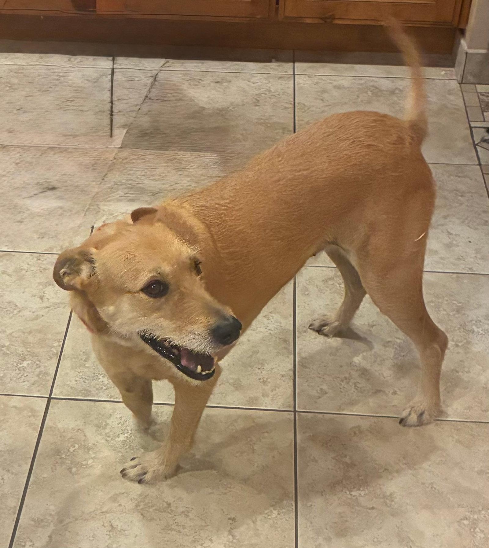COURTESY POST Noelle, a Adoptable Mixed Breed in Tucson, AZ image 3/3