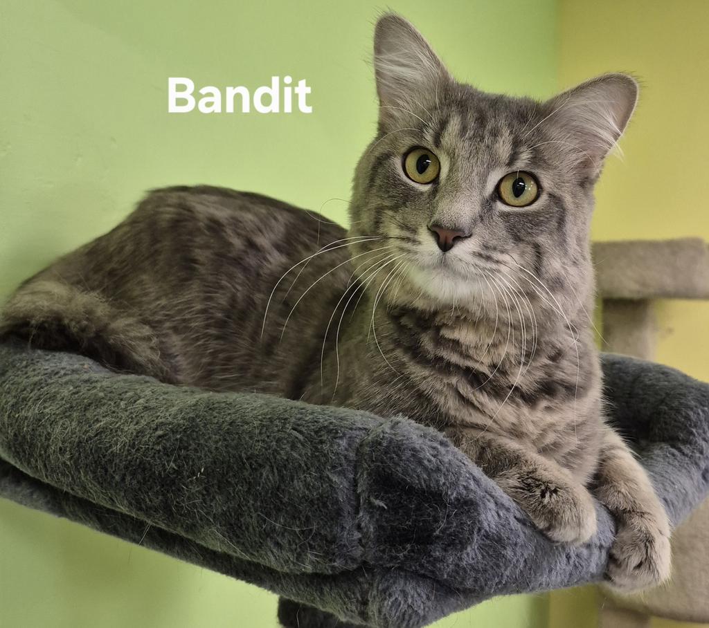 Bandit, Adoptable, Young Male Domestic Medium Hair.