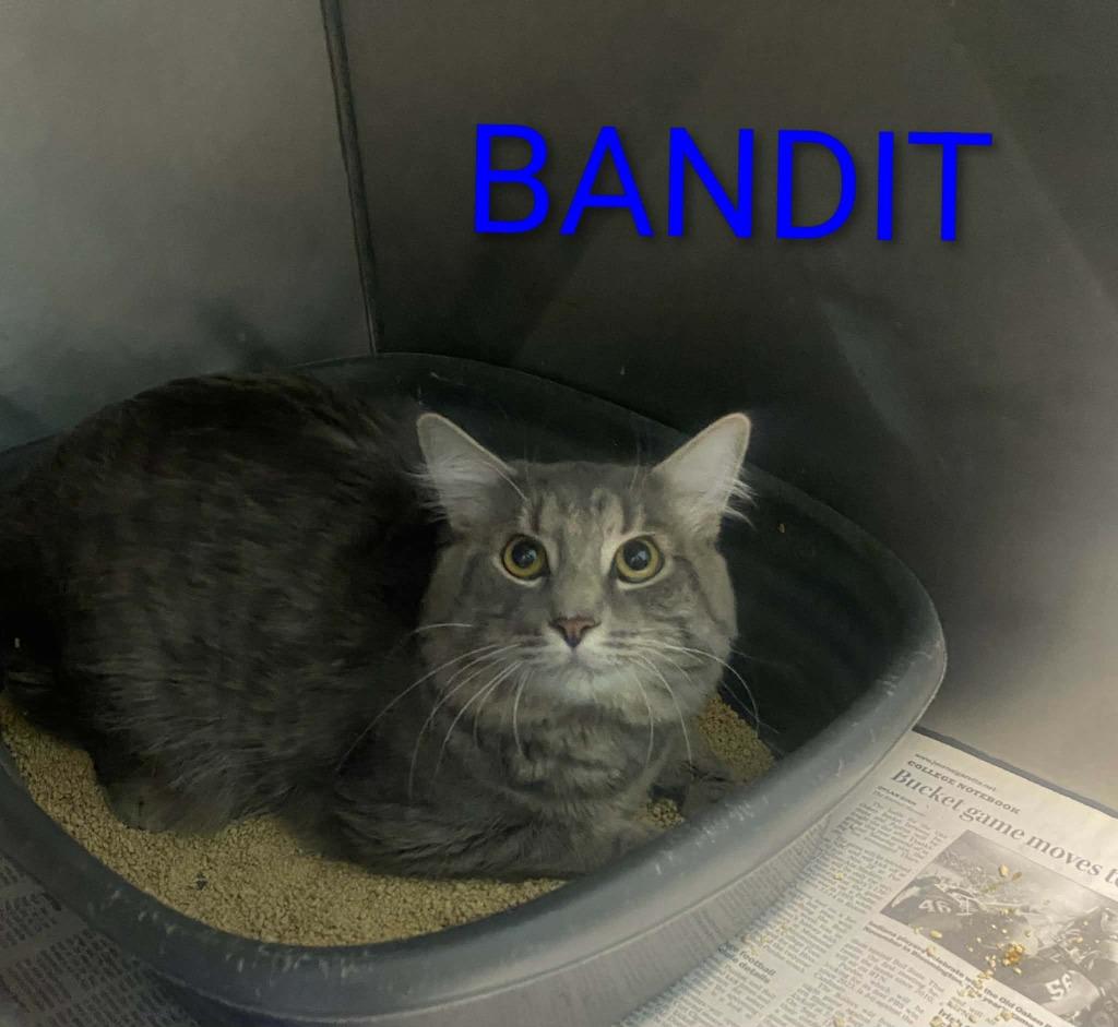 Bandit, Adoptable, Young Male Domestic Medium Hair.
