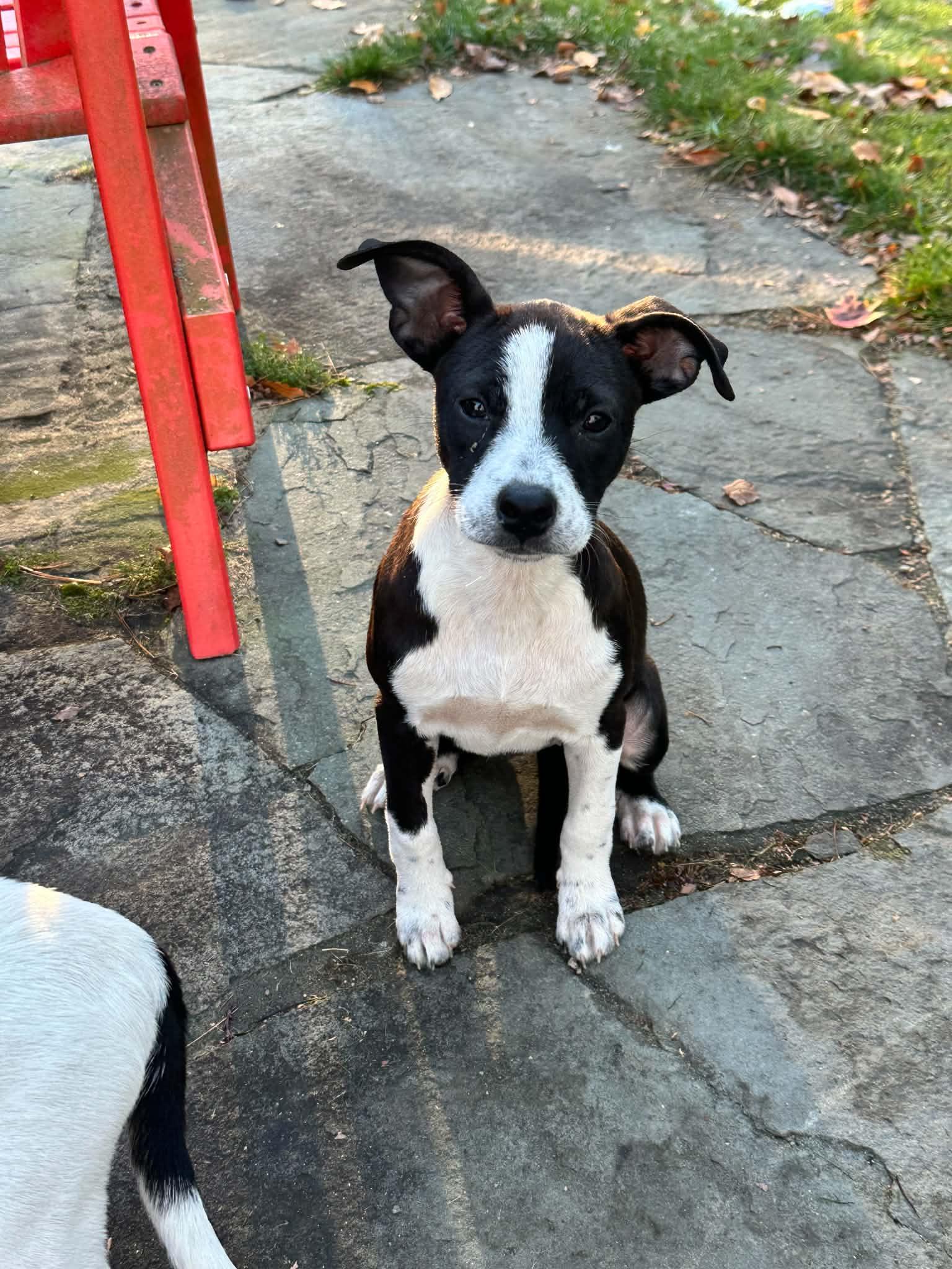 Bunny, Adoptable, Puppy Female Mixed Breed.