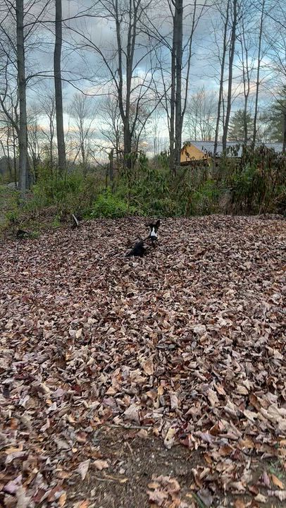 Enlarge Bunny, a Adoptable Mixed Breed in Argyle, NY video 6/6