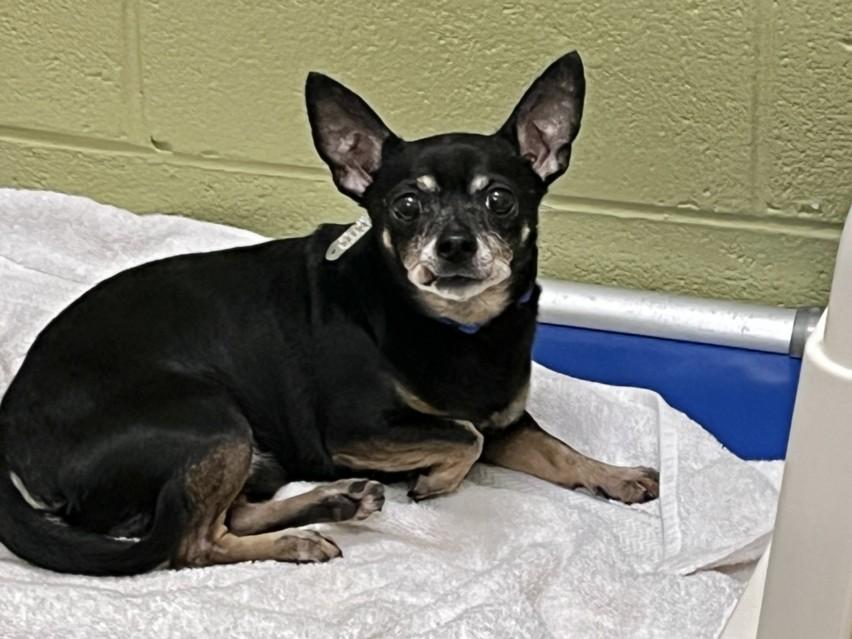 BUDDY, Adoptable, Adult Male Chihuahua.