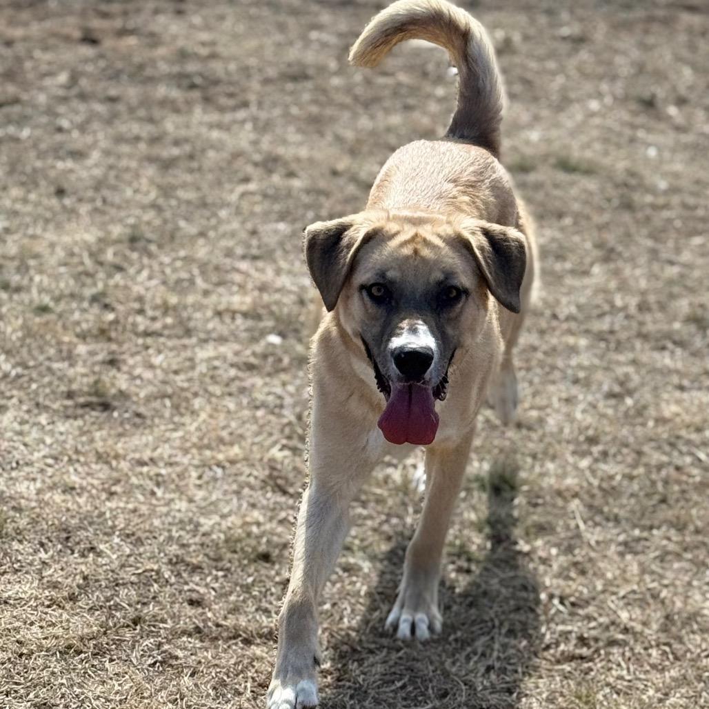 Peacemaker, Adoptable, Young Male Mixed Breed & Mixed Breed.