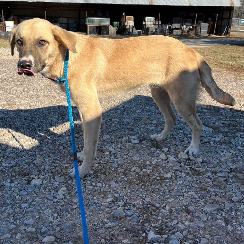 Enlarge Peacemaker, a Adoptable mixed breed in Pauls Valley, OK image 1/1