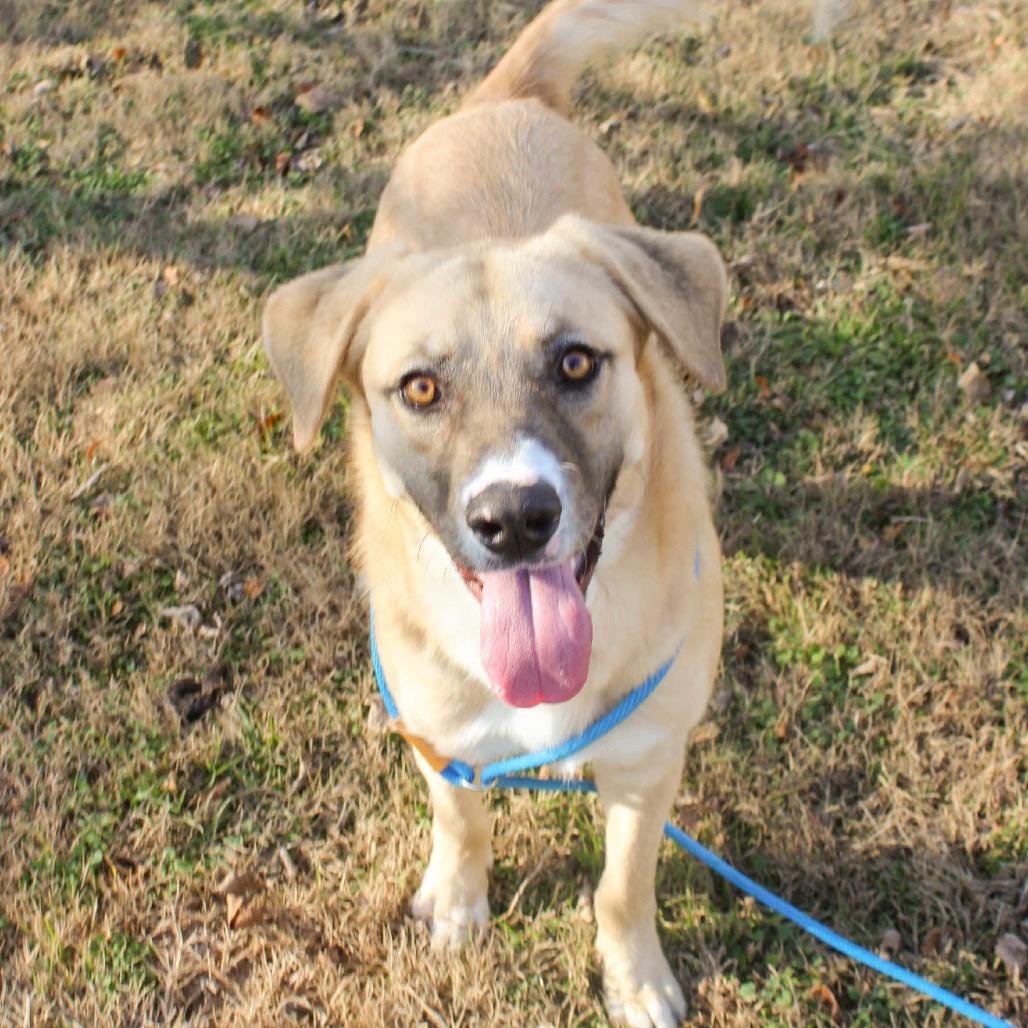 Peacemaker, Adoptable, Young Male Mixed Breed & Mixed Breed.
