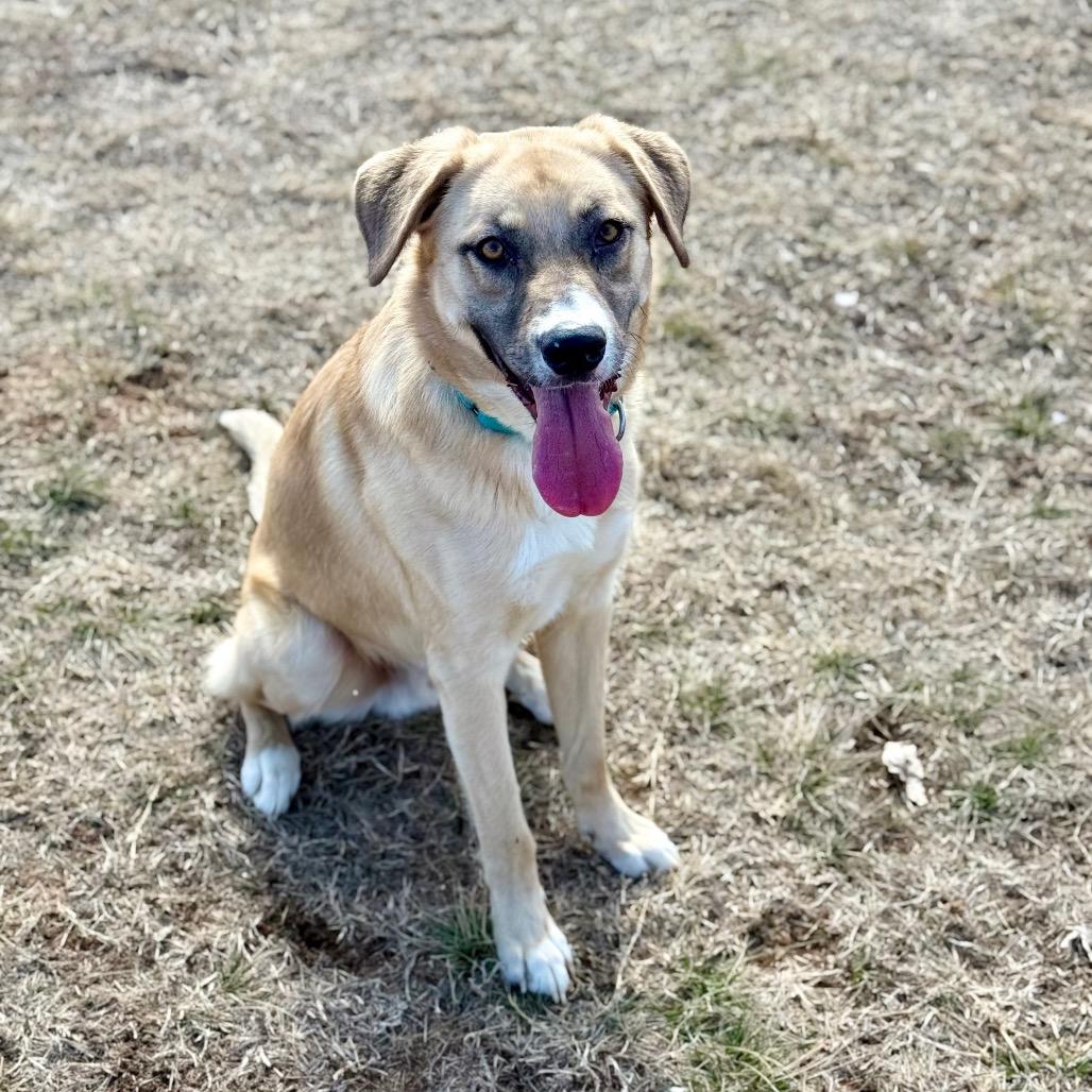 Enlarge Peacemaker, a Adoptable mixed breed in Pauls Valley, OK image 3/4