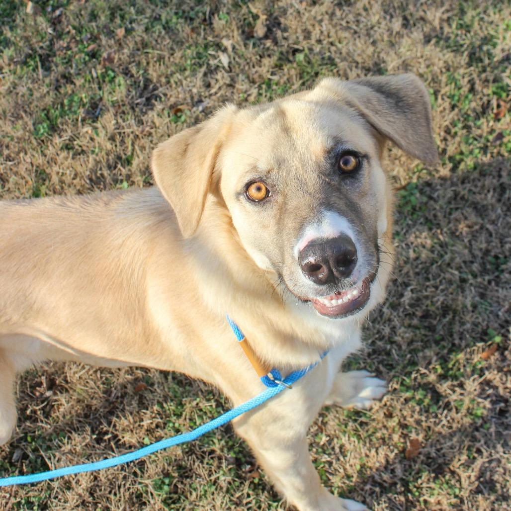 Enlarge Peacemaker, a Adoptable mixed breed in Pauls Valley, OK image 2/2