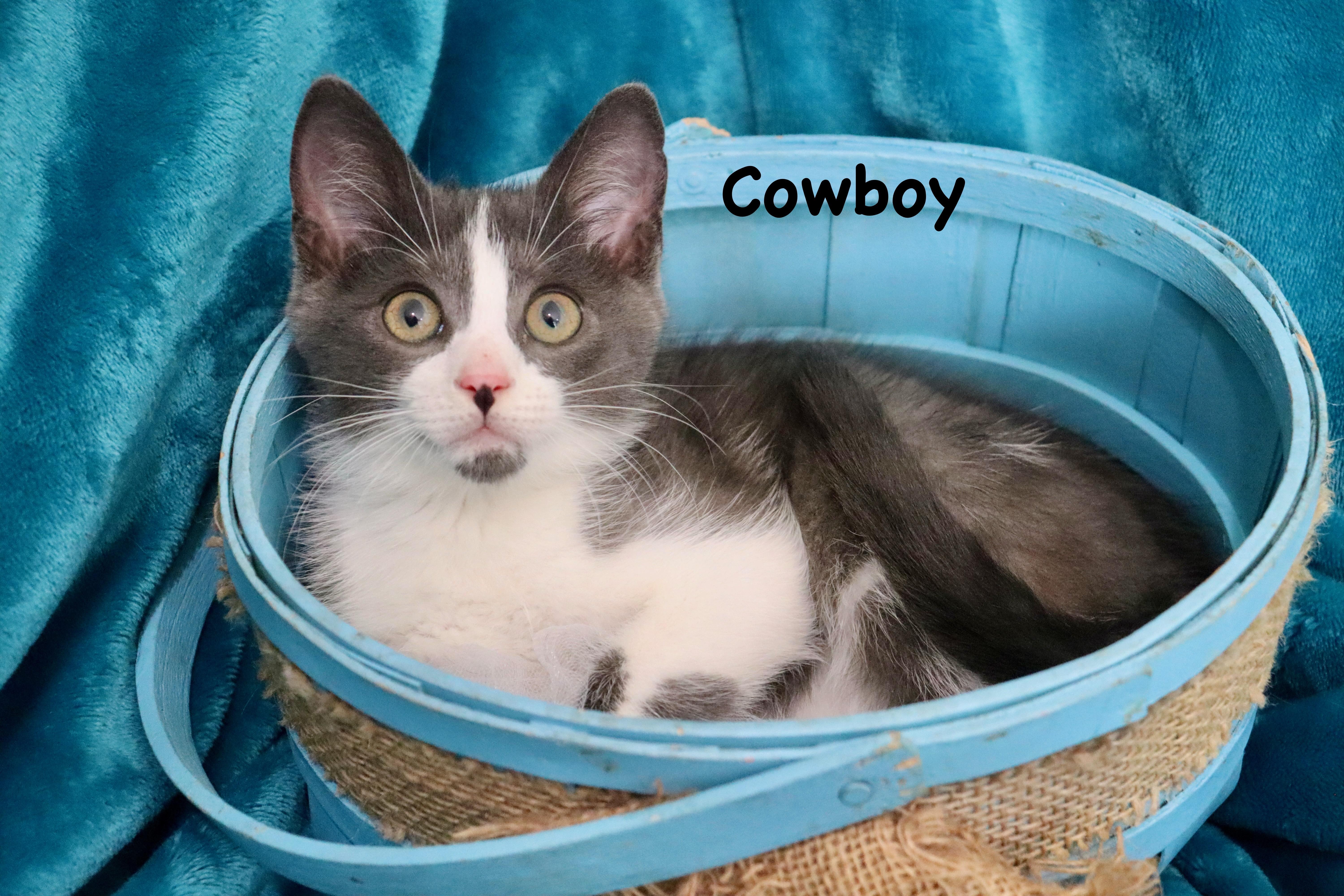 Cowboy thumbnail 5