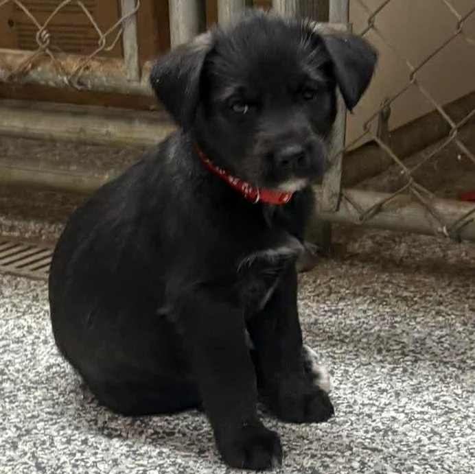 Juniper, Adoptable, Puppy Female Labradoodle & Husky.
