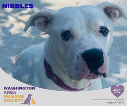 Nibbles, Adoptable, Adult Female Pit Bull Terrier.