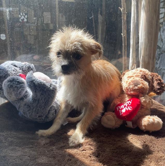 Cutie Patootie, Adoptable, Young Male Terrier.