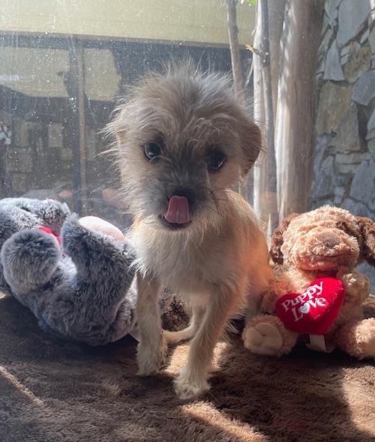 Cutie Patootie, a Adoptable Terrier in Fort Worth, TX image 3/3