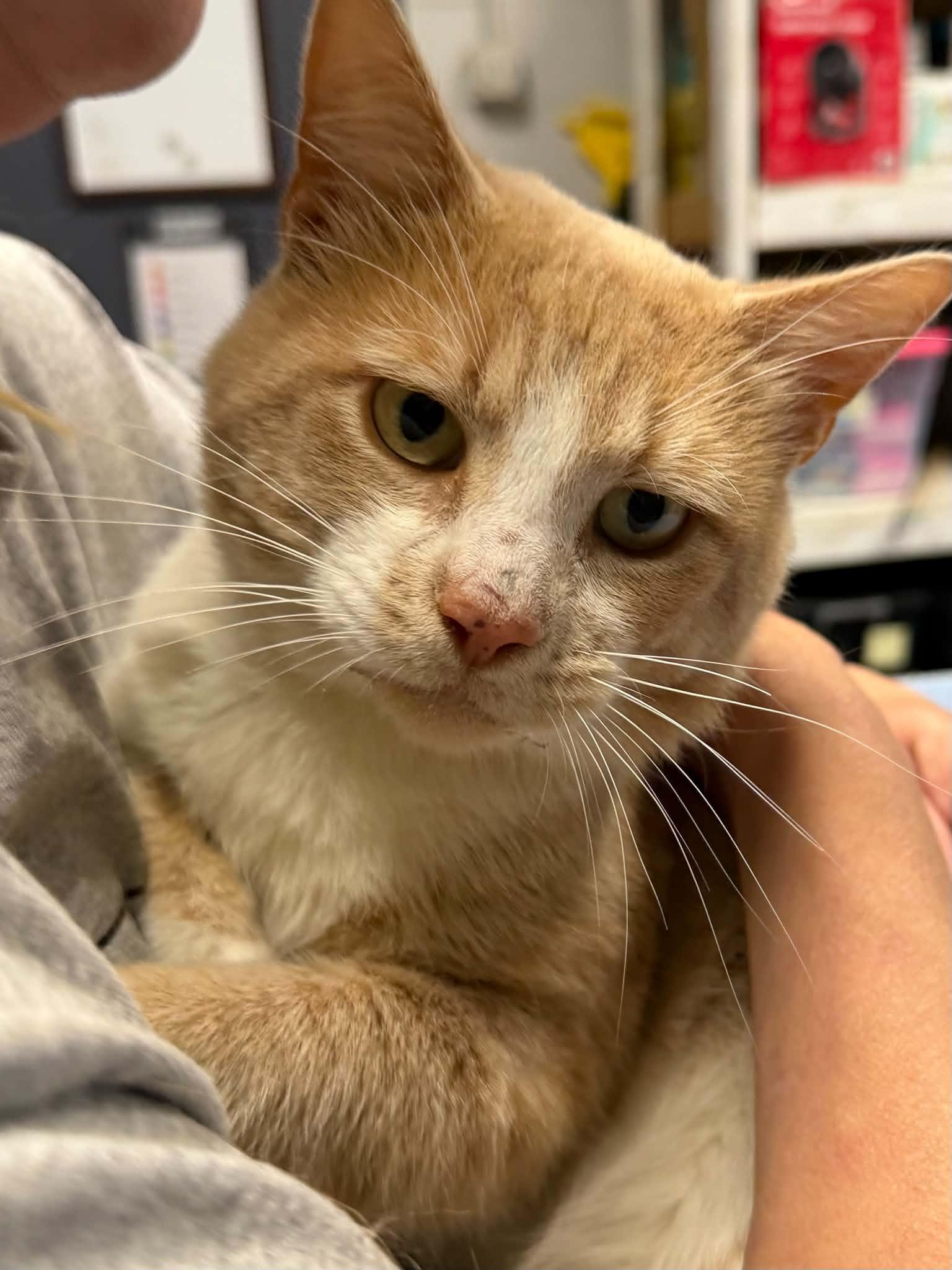 Letterkenny, Adoptable, Adult Male Domestic Short Hair.