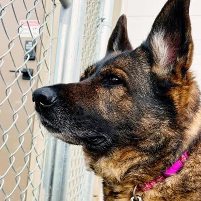 Enlarge Maggie, an adopted mixed breed in Edmonton, AB image 3/5