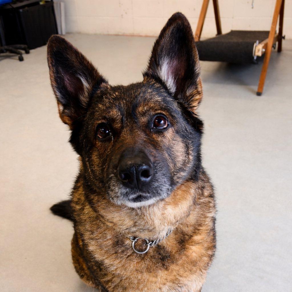 Enlarge Maggie, an adoptable mixed breed in Edmonton, AB image 5/5
