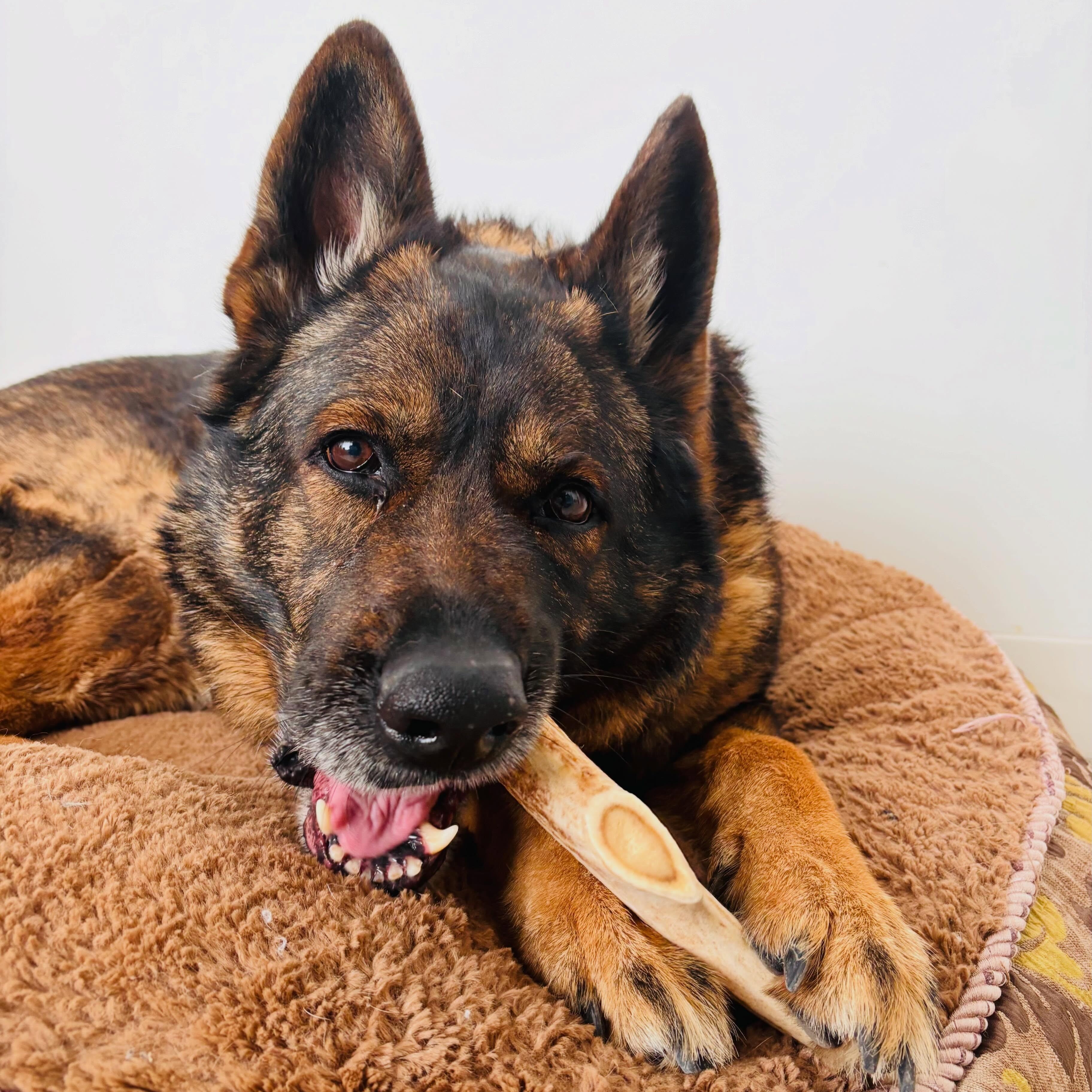 Maggie, adoptable, Senior Female German Shepherd Dog.