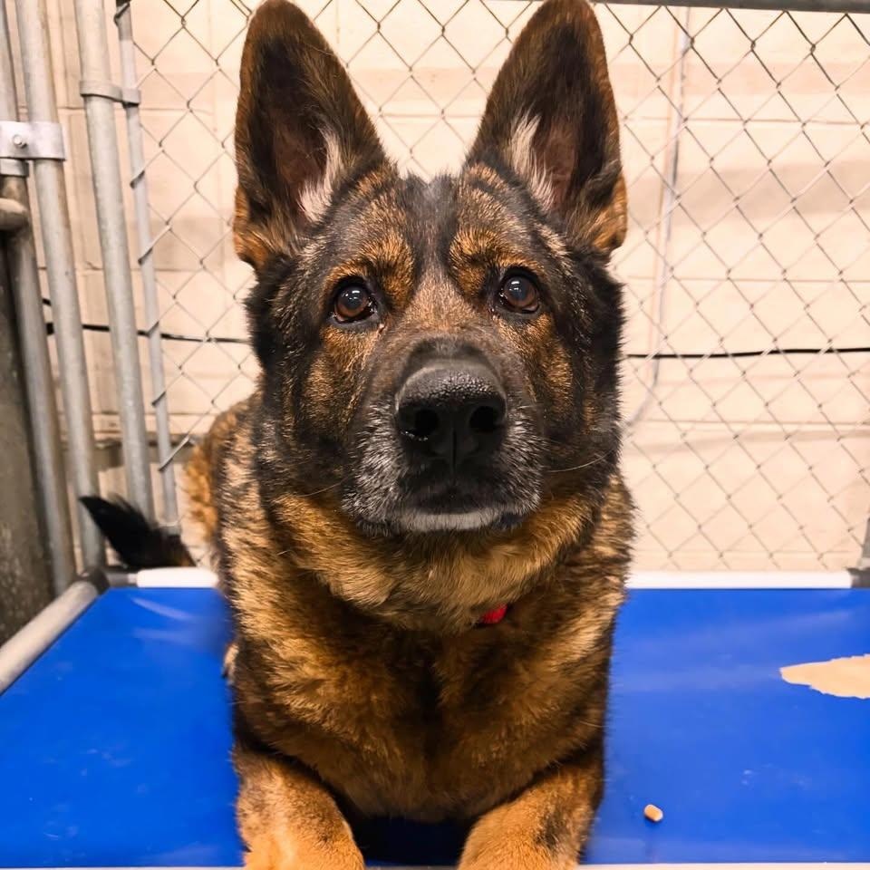 Enlarge Maggie, an adoptable mixed breed in Edmonton, AB image 3/5
