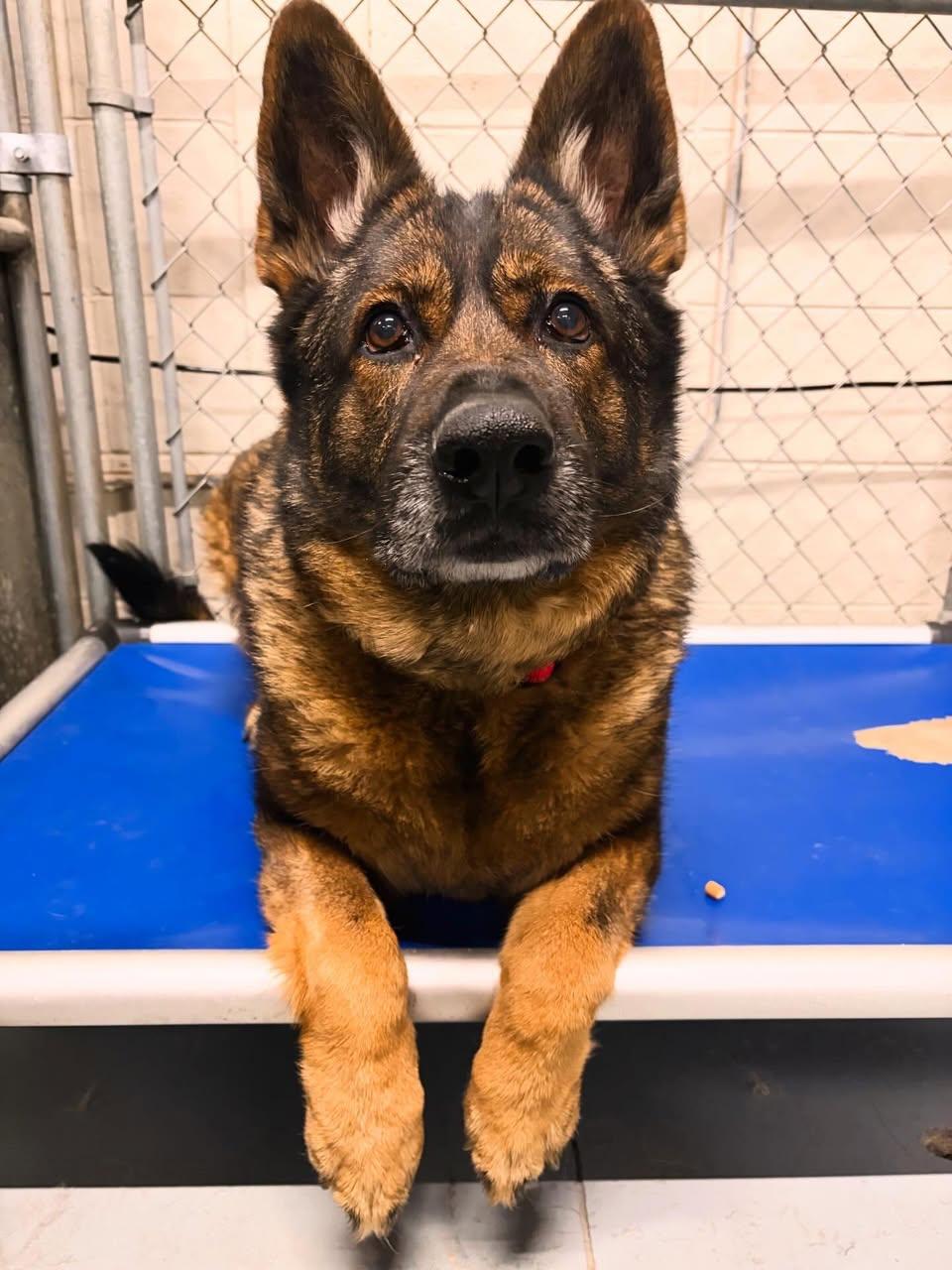 Enlarge Maggie, an adopted mixed breed in Edmonton, AB image 1/5