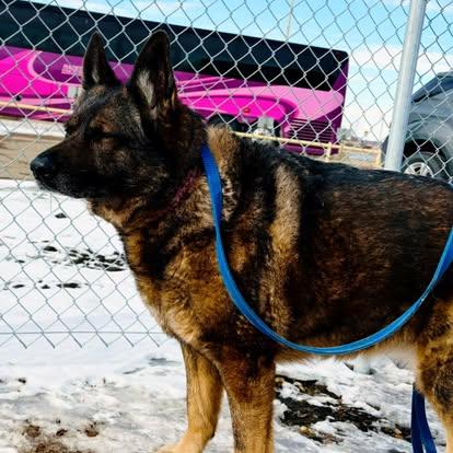 Enlarge Maggie, an adopted mixed breed in Edmonton, AB image 5/5