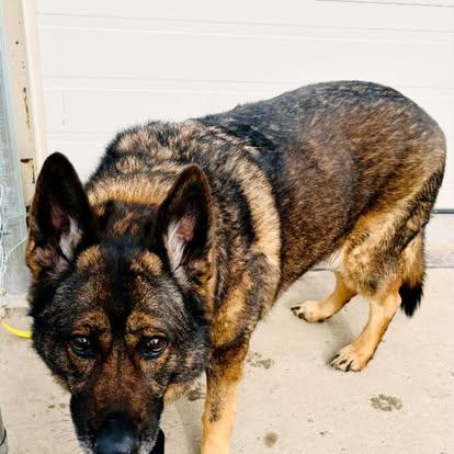 Enlarge Maggie, an adopted mixed breed in Edmonton, AB image 4/5