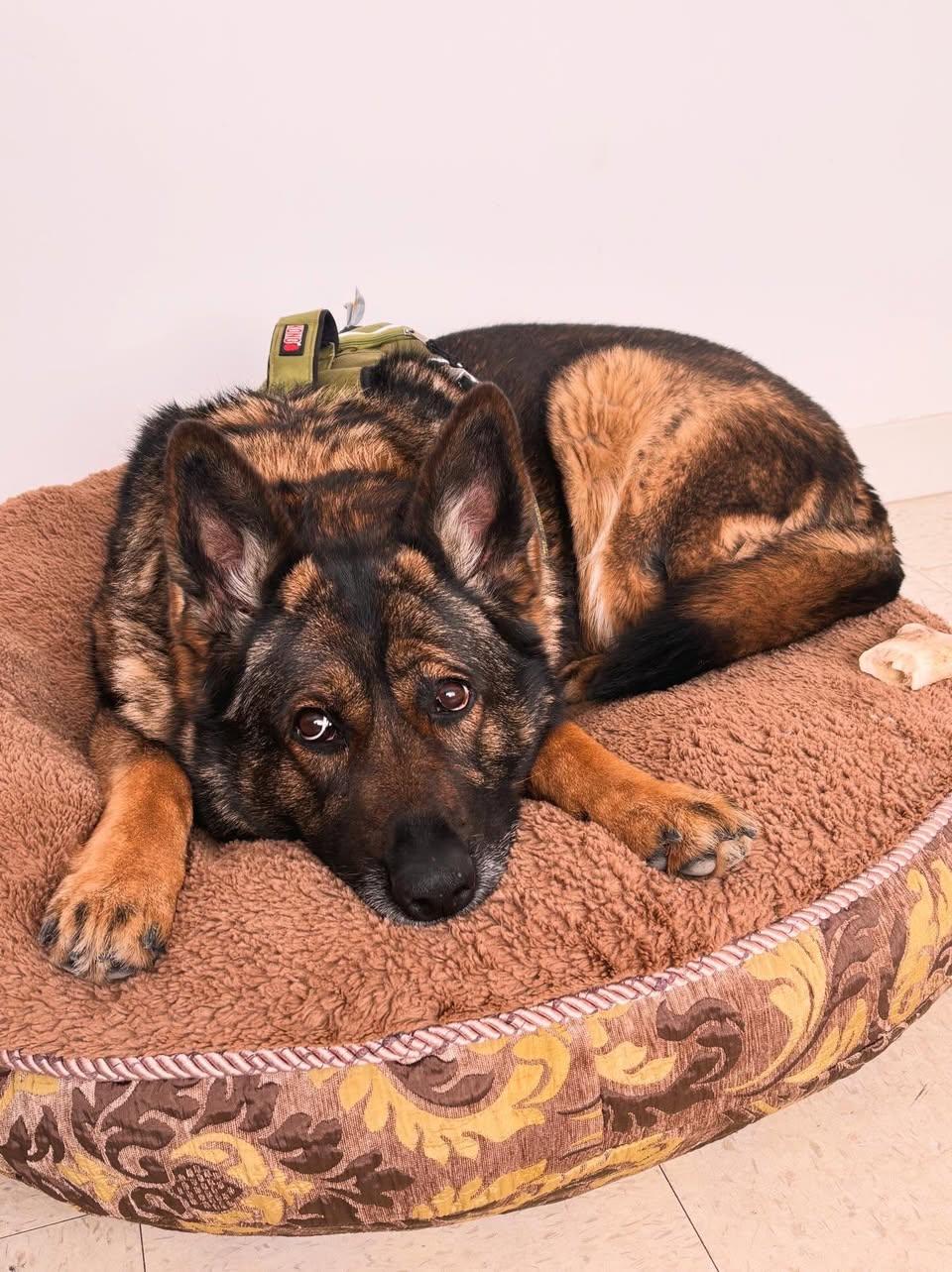 Enlarge Maggie, an adopted mixed breed in Edmonton, AB image 2/5