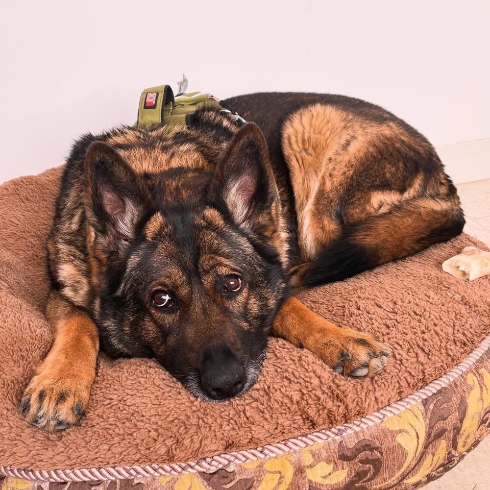 Enlarge Maggie, an adoptable mixed breed in Edmonton, AB image 4/5