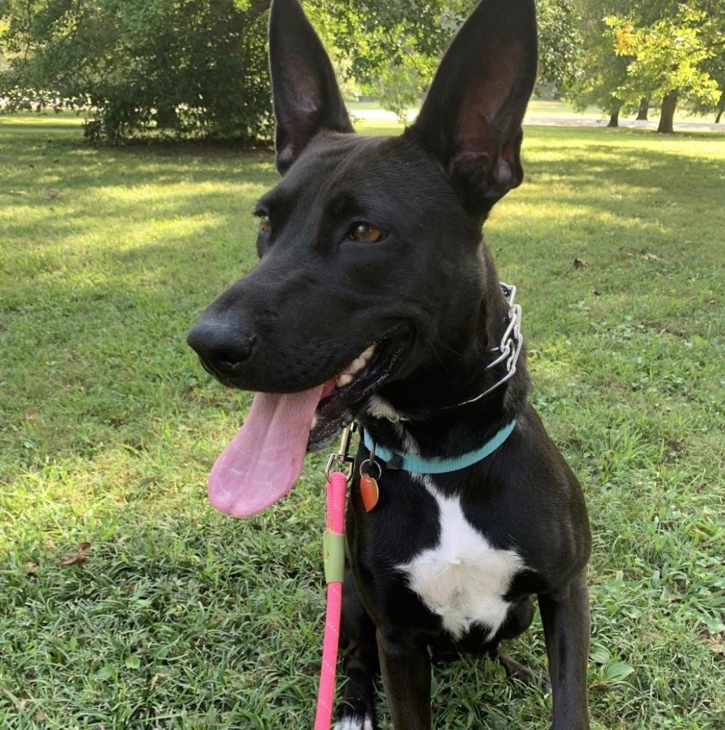 Beauty, Adopted, Adult Female Dutch Shepherd.