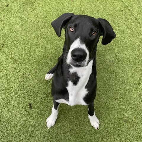 Stella Rose - Great Dane, a ADOPTABLE Great Dane in Kirkland, WA image 3/3