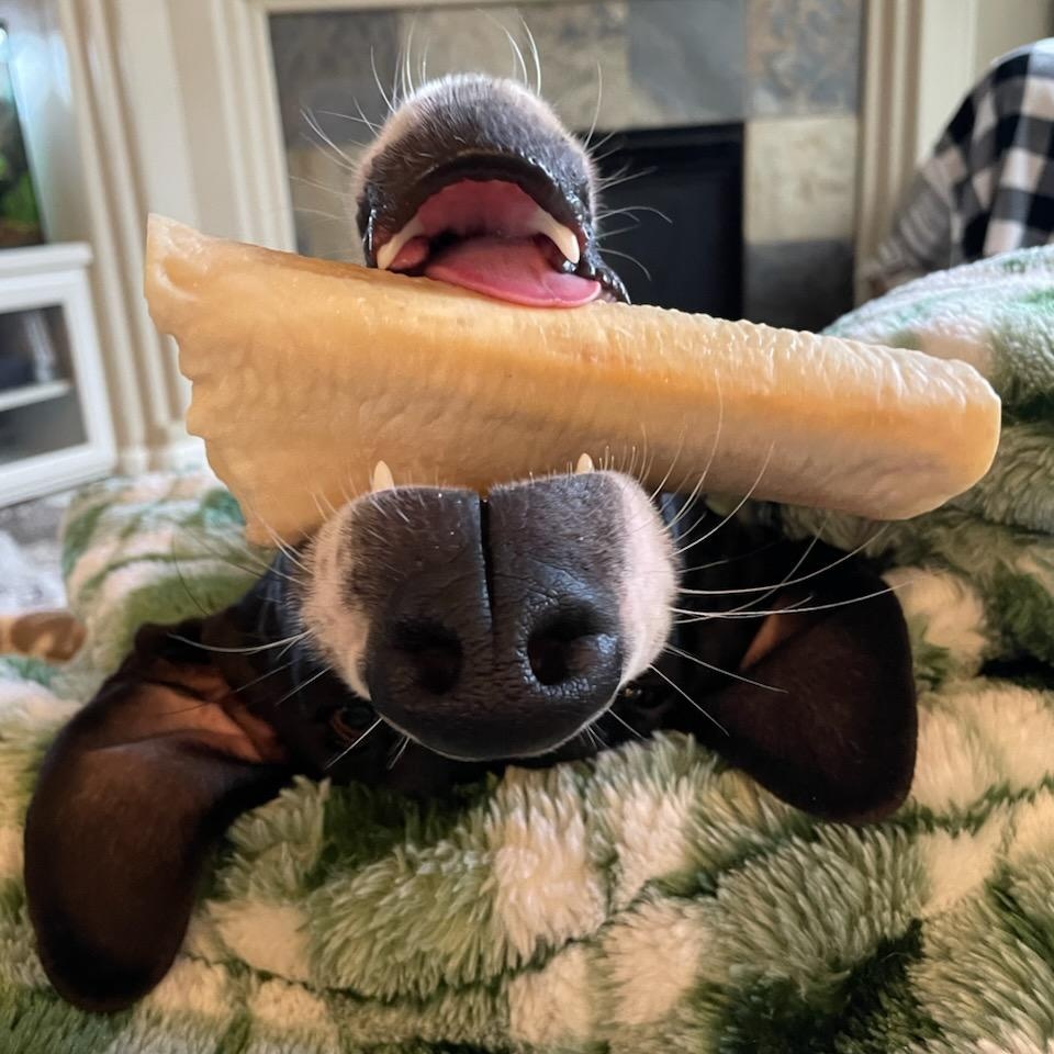 Stella Rose - Great Dane, a ADOPTABLE Great Dane in Kirkland, WA image 1/3