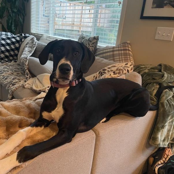 Stella Rose - Great Dane, a ADOPTABLE Great Dane in Kirkland, WA image 2/3