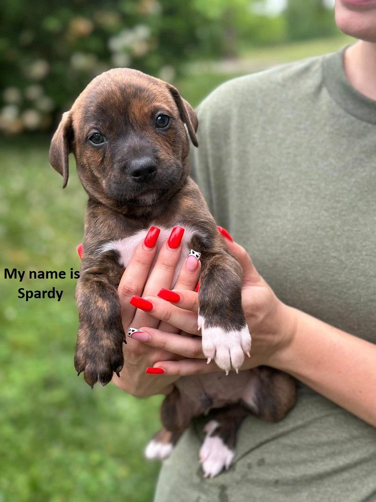 Spardy, Adoptable, Puppy Male Black Mouth Cur.