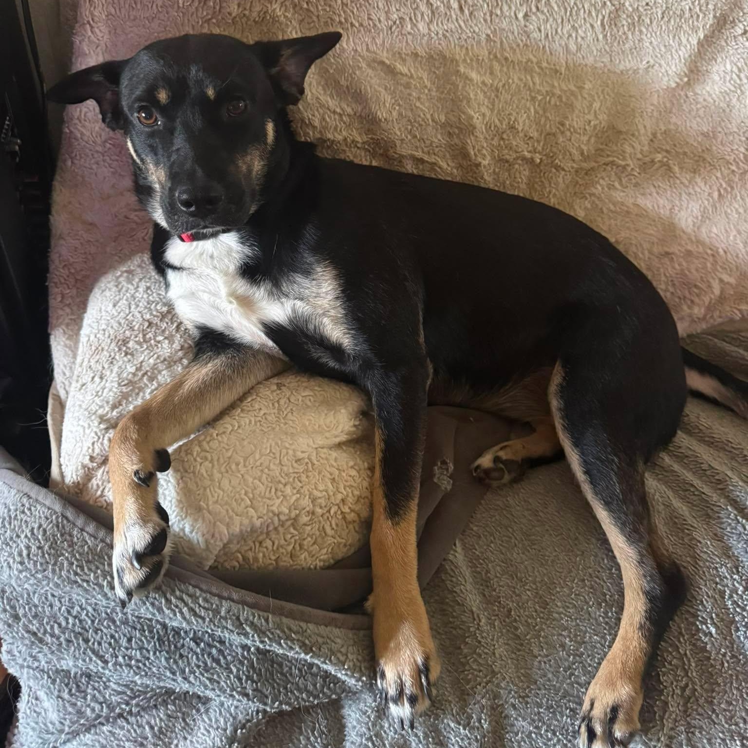 Scottie, adopted, Young Female Australian Shepherd.