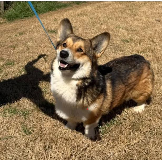 Enlarge Tank, a ADOPTABLE Corgi in Granbury, TX image 1/1